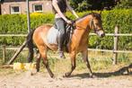 Leuke brave kinderpony (New Forest), 11 jaar, B, Gechipt, Ruin, B pony (1.17m tot 1.27m)