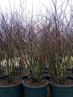 Amelanchier krentenboompje meerstammig leverbaar tot 225 cm, Ophalen of Verzenden, Overige soorten, Struik, 100 tot 250 cm