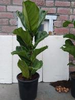 Ficus Lyrata, Ophalen, Ficus, Halfschaduw, Minder dan 100 cm