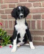 Hele mooie BORDER COLLIE x FRIESE STABIJ - teefje, Dieren en Toebehoren, Honden | Niet-rashonden, Nederland, CDV (hondenziekte)