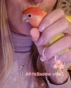 Lieve agapornis/ dwergpapegaai, Tam, 0 tot 2 jaar