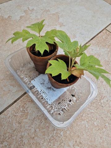 Witte hortensia plantje beschikbaar voor biedingen