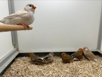 Zebravinken Roodborst beschikbaar voor biedingen