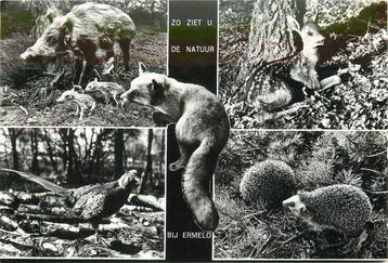 (387-215-011) Ermelo Natuur beschikbaar voor biedingen