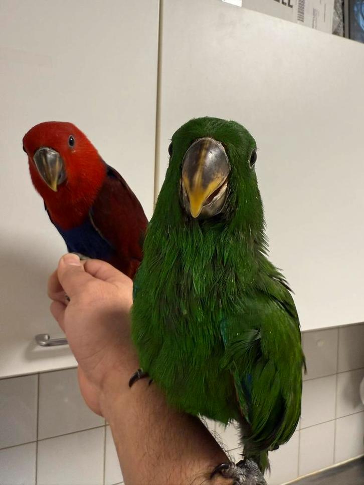 Edelpapegaaien, Dieren en Toebehoren, Vogels | Parkieten en Papegaaien, Papegaai, Meerdere dieren, Pratend, Tam, Geringd