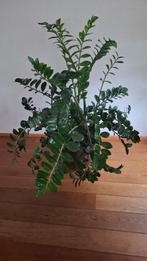 Zamioculcas Zamiifolia (ZZ Plant) kamerplant., Tuin en Terras, Planten | Bomen, Bloeit niet, Halfschaduw, Overige soorten, 100 tot 250 cm