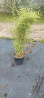 Fargesia rufa 100cm 10 liter pot niet woekerende Bamboe, Tuin en Terras, Ophalen, Bamboe, 100 tot 250 cm