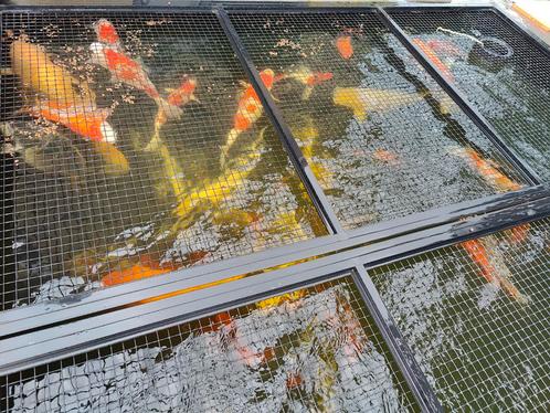 13 koi ter overname ivm teveel aan koi, Dieren en Toebehoren, Vissen | Vijvervissen, Karper of Koi