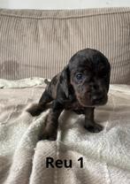 Pups Dwerg Teckel x Cocker Spaniël / Beagle, Dieren en Toebehoren, Honden | Teckels en Dashonden, 8 tot 15 weken, Korthaar, Dwerg