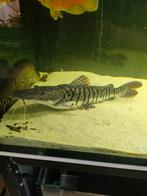 Tiger shovelnose catfish 50cm+, Dieren en Toebehoren, Vissen | Aquariumvissen, Vis