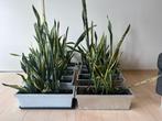 Sanserveria of vrouwentong – €8 p/st | 10 voor €45, Ophalen, 100 tot 150 cm, Halfschaduw, In pot