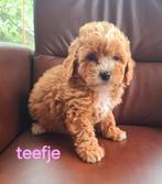 speelse  poedel, boomer pup, Dieren en Toebehoren, Honden | Chihuahua's en Gezelschapshonden, Nederland, Overige rassen, 8 tot 15 weken