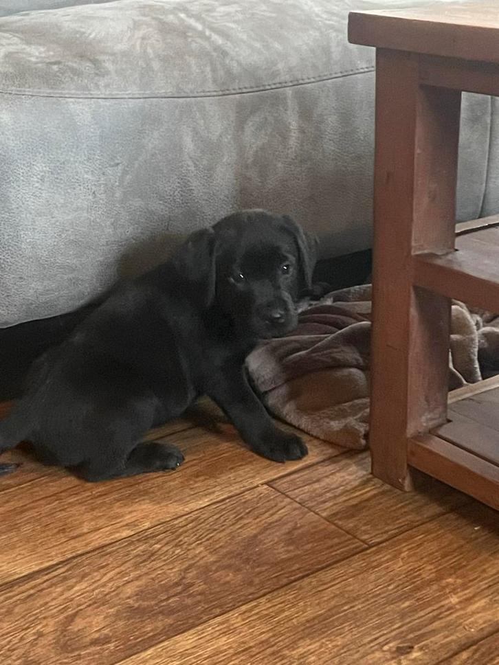 Raszuiver zwarte labrador pups zoeken een nieuw leuk huisje., Dieren en Toebehoren, Honden | Retrievers, Spaniëls en Waterhonden