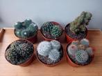 Cactus 12cm 3 voor 10 euro, Ophalen, Minder dan 100 cm, In pot, Cactus