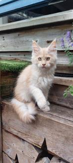 Prachtig maine coon poesje, Dieren en Toebehoren, Katten en Kittens | Raskatten | Langhaar, Poes, Gechipt, 0 tot 2 jaar