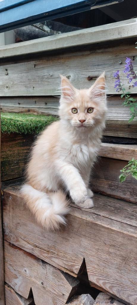 Prachtig maine coon poesje, Dieren en Toebehoren, Katten en Kittens | Raskatten | Langhaar, Poes, 0 tot 2 jaar, Met stamboom, Gechipt
