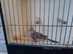 Jonge bont diamant duifje, Dieren en Toebehoren, Geslacht onbekend, Tropenvogel, Geringd