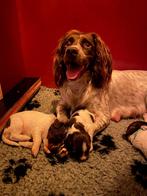 Engelse springer spaniël met stamboom ( jachthond ), Dieren en Toebehoren, Rabiës (hondsdolheid), 8 tot 15 weken, Meerdere, Meerdere dieren