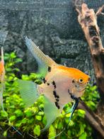 Maan Vissen, Dieren en Toebehoren, Vissen | Aquariumvissen, Vis