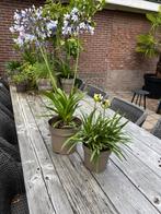 Agapanthus Afrikaanse lelie wit mooie plant balkon of terras, Volle zon, Vaste plant, Zomer, Ophalen