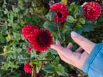 Dahlia knol rood., Tuin en Terras, Planten | Tuinplanten, Ophalen of Verzenden, Overige soorten, Volle zon
