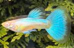 🟢🔵High Quality Albino Blue Singa Blue Tail Guppen 🟢🔵, Vis, Zoetwatervis, Schoolvis