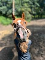 Verzorg pony/Bijrijd paard gezocht, Dieren en Toebehoren, Ophalen of Verzenden