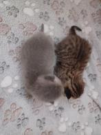 Schattige Britse Korthaar Kittens, Meerdere dieren, Ontwormd, 0 tot 2 jaar