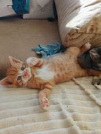 Kruising Ragdoll kittens, Dieren en Toebehoren, Katten en Kittens | Overige Katten, Meerdere dieren, Kortharig, 0 tot 2 jaar