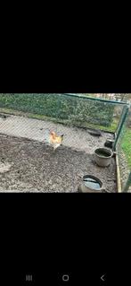 Jonge hanen, Dieren en Toebehoren, Pluimvee, Mannelijk, Kip