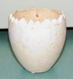 Bloempot, Gebruikt, Rond, Binnen, Ophalen of Verzenden