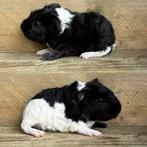 Us teddy zwart wit beertje, Dieren en Toebehoren, Knaagdieren, Cavia, Mannelijk, November, Tam