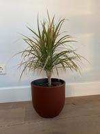 dracaena plant of drakenbloedboom 45 cm, Ophalen, Overige soorten, Minder dan 100 cm