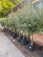Mooie dikke Olijfboom H 210 cm, Tuin en Terras, Planten | Bomen, Lente, 100 tot 250 cm, Olijfboom, Ophalen