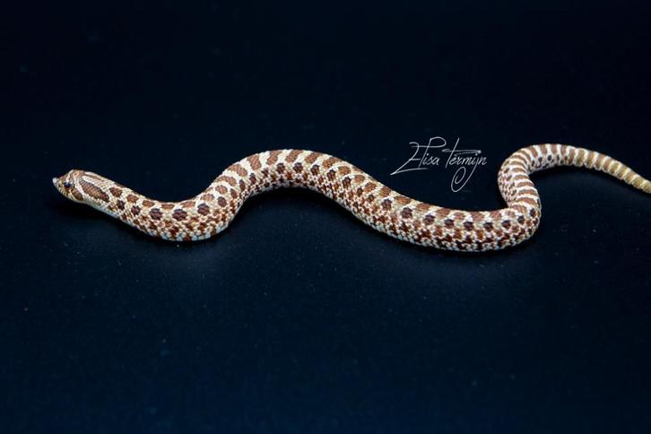 Heterodon nasicus (haakneusslang) wildkleur 66% het toxic