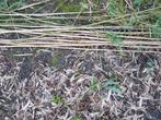 Gratis Bamboe stengels, Ophalen, Gebruikt, 250 cm of meer, Palen