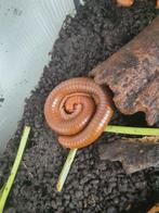 Gratis reuzen miljoen poten, Dieren en Toebehoren, Reptielen en Amfibieën, 0 tot 2 jaar
