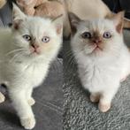 britse korthaar kittens cinnamon ouders getest met stamboom, Meerdere dieren, Gechipt