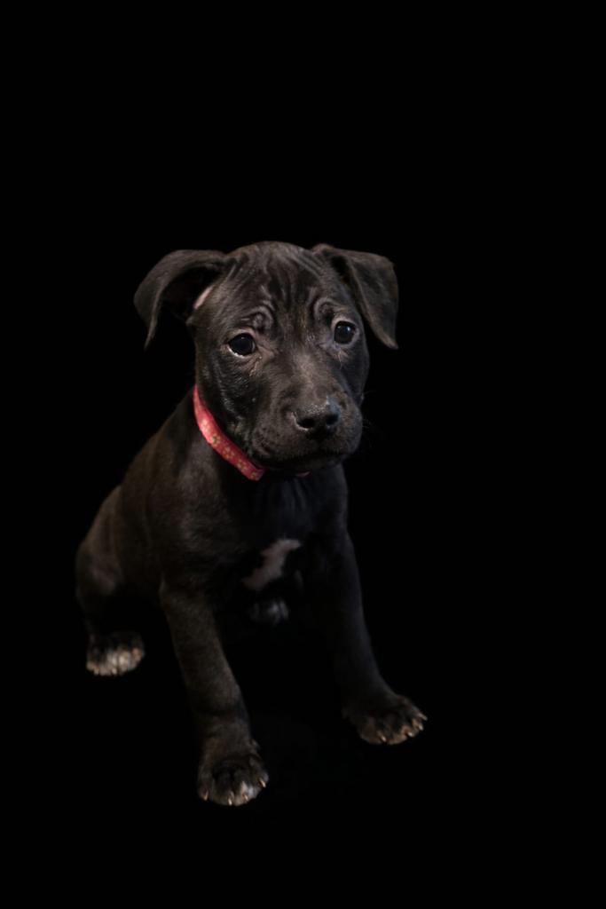 De laatste 2 prachtige pitbull pups! Mogen nest verlaten, Dieren en Toebehoren, Honden | Bulldogs, Pinschers en Molossers, Meerdere dieren