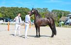Lieve 4jarige Friese stermerrie KFPS, Dieren en Toebehoren, Paarden, Merrie, Gechipt, Dressuurpaard, 3 tot 6 jaar