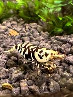 Black Fancy Tiger garnalen/caridina garnalen, Dieren en Toebehoren, Vissen | Aquariumvissen, Zoetwatervis, Kreeft, Krab of Garnaal