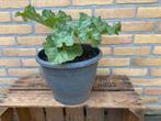 Rabarber Rheum Rhabarbarum, Tuin en Terras, Planten | Tuinplanten, Ophalen, Volle zon, Groenteplanten, Eenjarig
