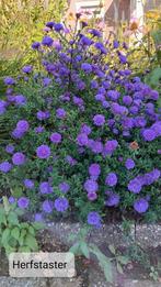 Herfstaster paars, zomeraster lila blauw en wit, Vaste plant, Halfschaduw, Zomer, Ophalen