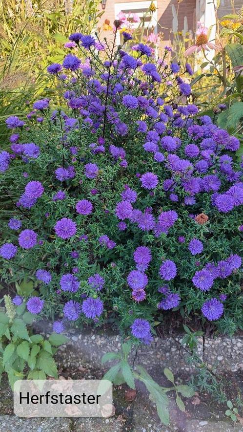 Herfstaster paars, zomeraster lila blauw en wit, Tuin en Terras, Planten | Tuinplanten, Vaste plant, Overige soorten, Halfschaduw