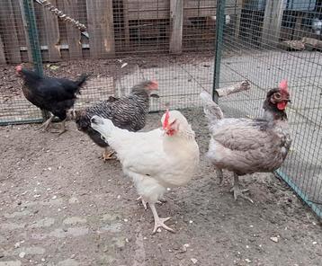 Kippenopvang zoekt mooie thuis voor 4 leuke hennen! beschikbaar voor biedingen