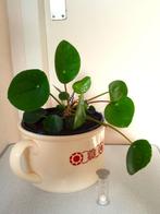 vintage reuzenbeker met pannenkoekplant erin, Overige soorten, Minder dan 100 cm, In pot, Bloeiende kamerplant