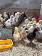 Orpington kuikens, Dieren en Toebehoren, Pluimvee, Meerdere dieren, Kip