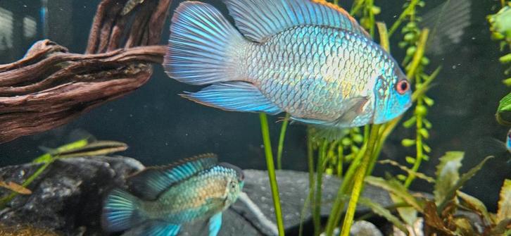 Electric blue Acara, Dieren en Toebehoren, Vissen | Aquariumvissen, Vis