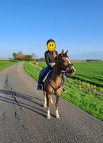 Welsh c pony te koop, Dieren en Toebehoren, Pony's, Merrie, Niet van toepassing, C pony (1.27m tot 1.37m), 11 jaar of ouder