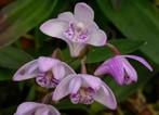 Flinke orchidee Dendrobium kingianum, Huis en Inrichting, Kamerplanten, Ophalen, Overige soorten, Halfschaduw, Minder dan 100 cm
